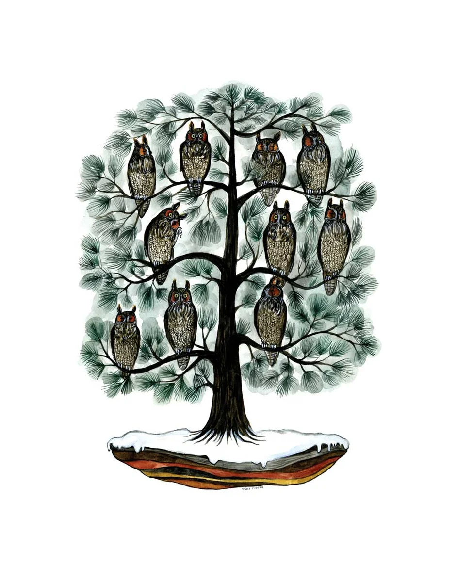 Long-earred Owls in White Pine, by Diana Sudyka