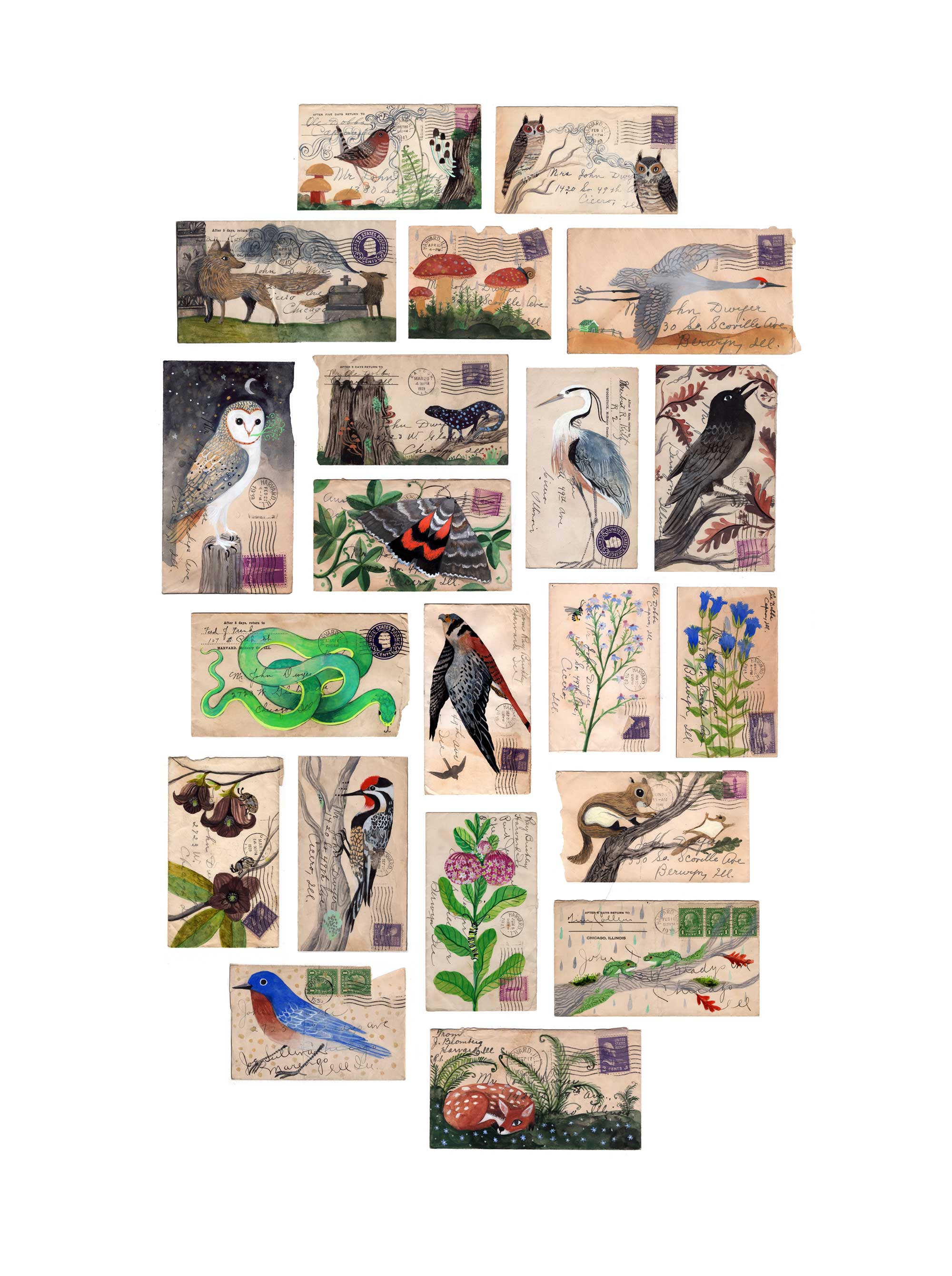 Midwest Flora and Fauna on Vintage Envelopes, by Diana Sudyka thumbnail 2