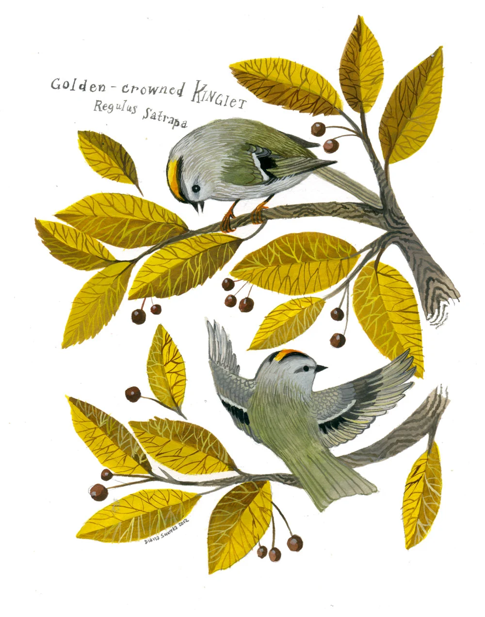 Golden Crowned Kinglet, by Diana Sudyka thumbnail 2