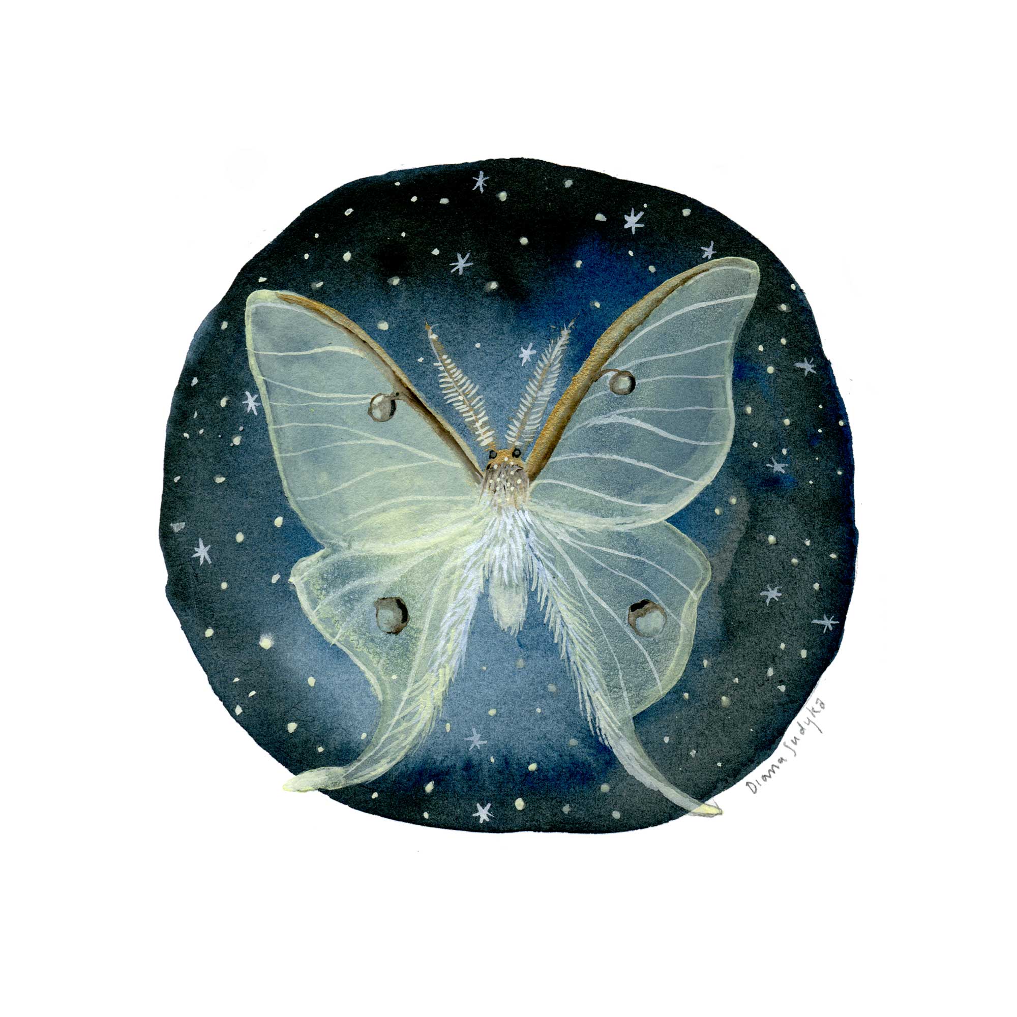 Luna Moth, by Diana Sudyka thumbnail 2