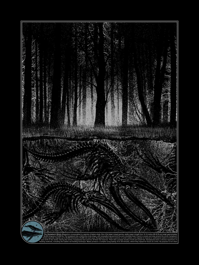 Megaptera Novaeangliae, by Dan McCarthy thumbnail 2