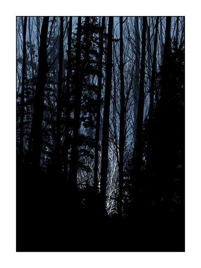 5 available! A Night in the Forest, by Dan McCarthy thumbnail 2
