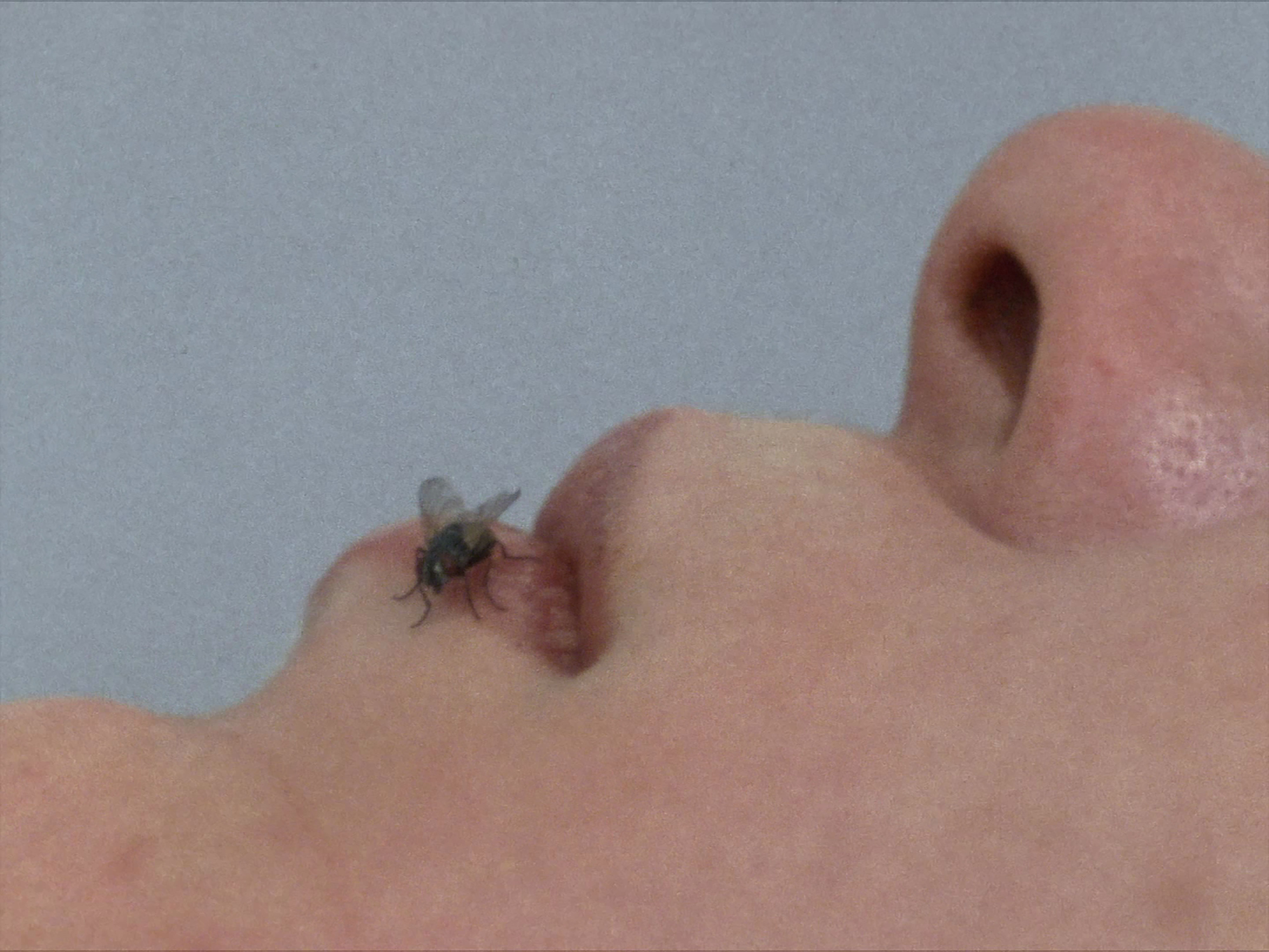 Film still from Yoko Ono's Fly showing a fly on closed lips