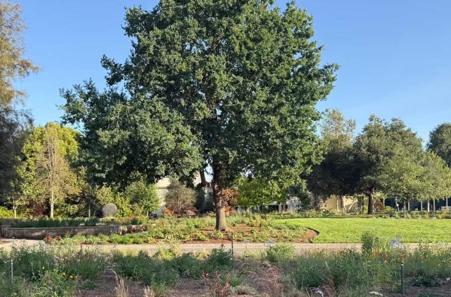 A mature oak tree surrounded by native plantings in Oak Meadow at The Huntington