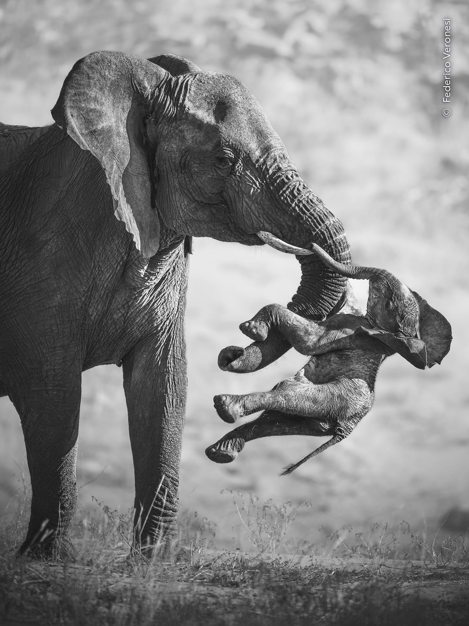 A black-and-white photograph of a female elephant carrying a deceased calf in Namibia