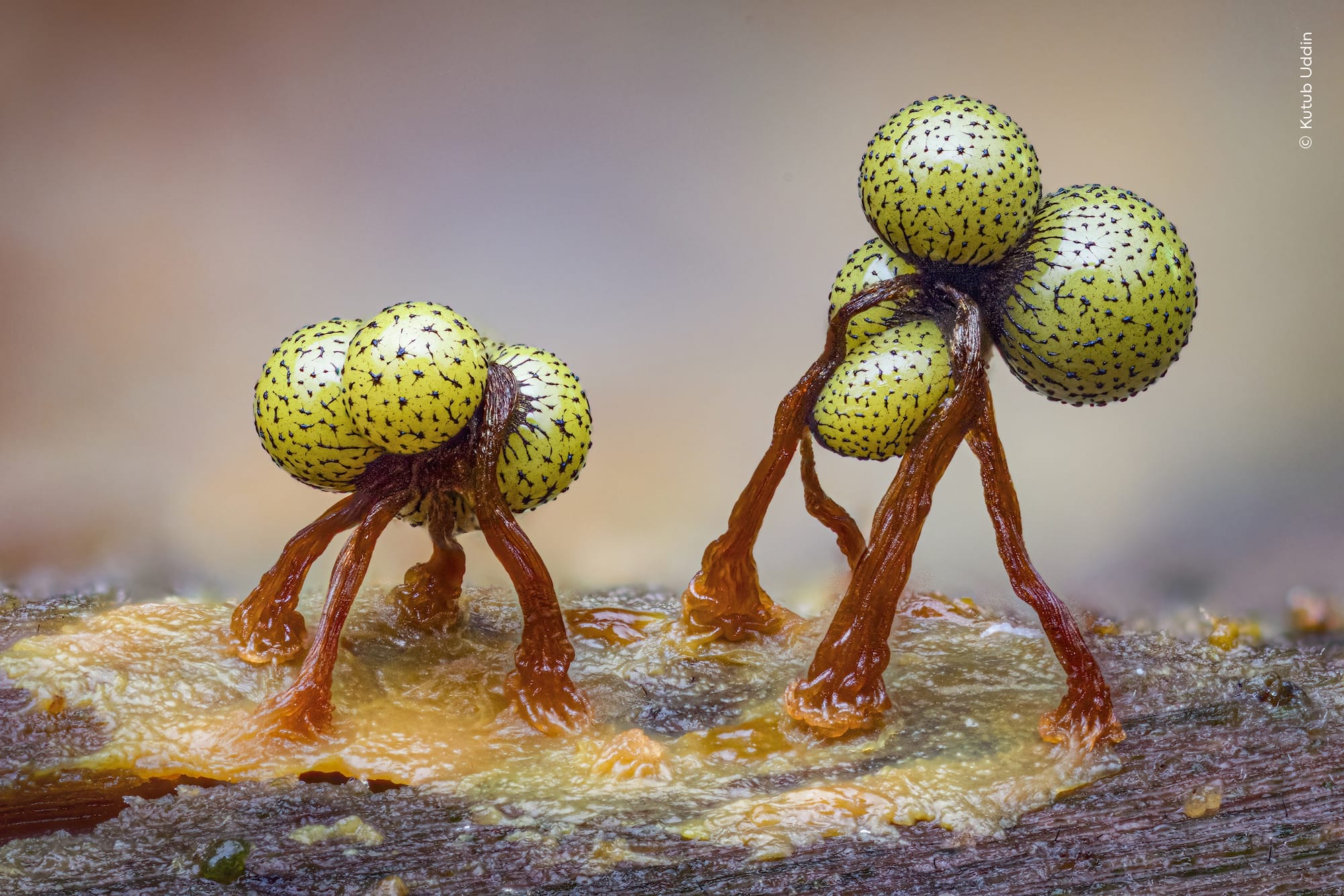 Macro photograph of yellow-green slime mold fruiting bodies with fine dark threads