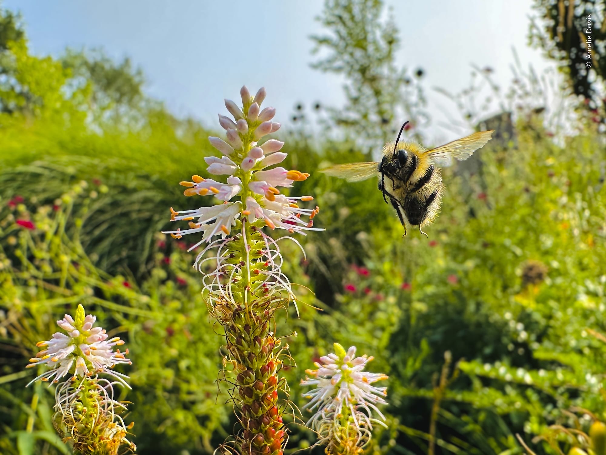 A common carder bee hovers beside a flowering plant in a sunlit garden